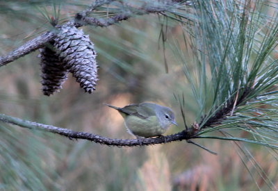 Orange-crowned Warbler
