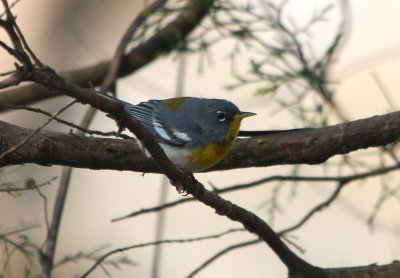 Northern Parula