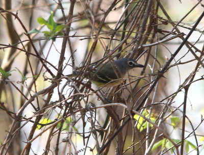 Blue-headed Vireo
