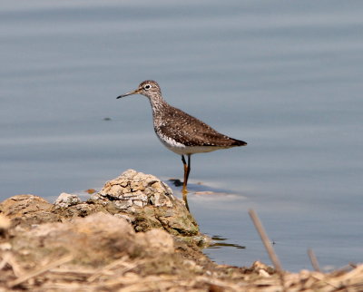 Solitary Sandpiper