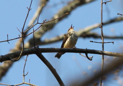 Louisiana Waterthrush