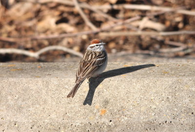 Chipping Sparrow