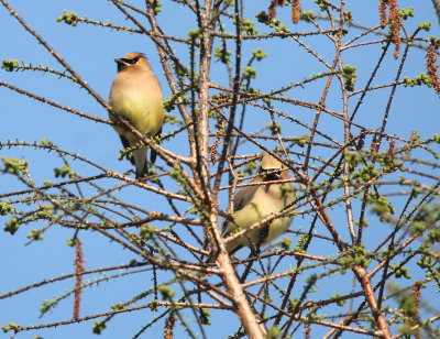 Cedar Waxwing