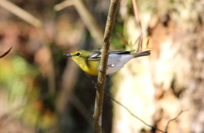 Yellow-throated Vireo