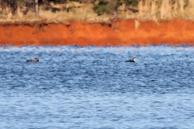 Pacific Loon