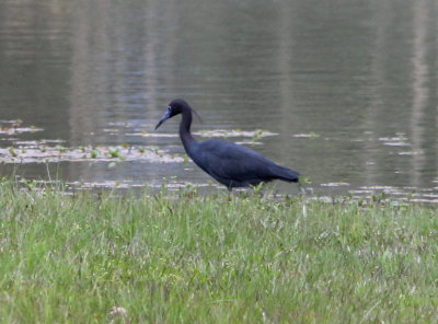 Little Blue Heron