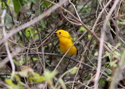 Prothonotary Warbler