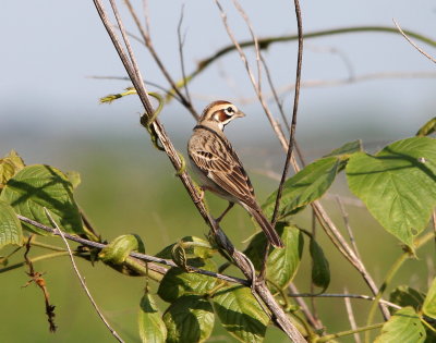 Lark Sparrow
