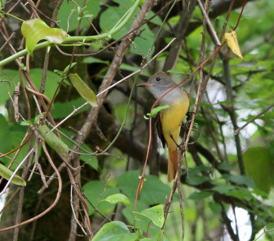 Great Crested Flycatcher