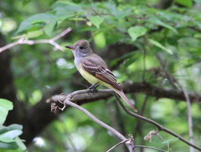 Great Crested Flycatcher