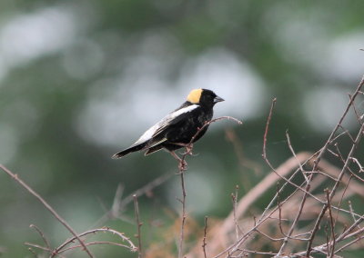 Bobolink