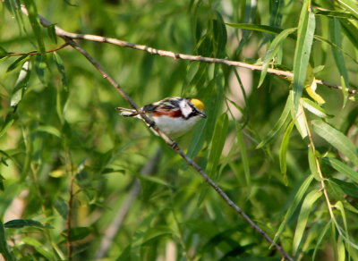Chestnut Sided Warbler