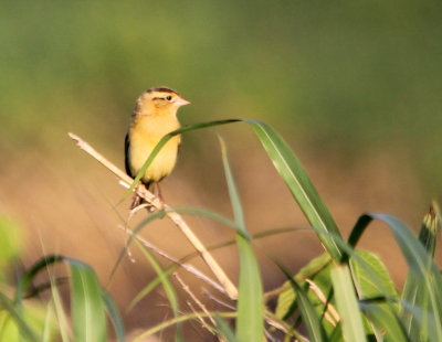 Bobolink 