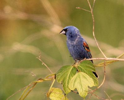 Blue Grosbeak