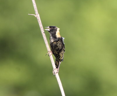 Bobolink 