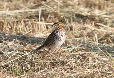 Savannah Sparrow