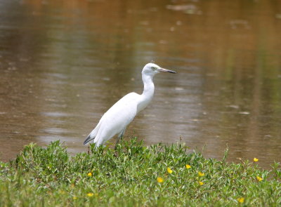 Little Blue Heron