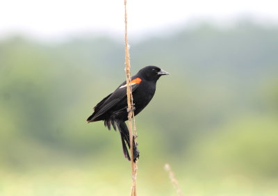 Red-winged Blackbird