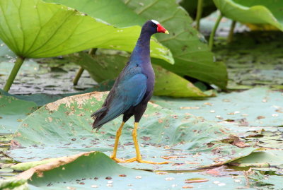 Purple Gallinule