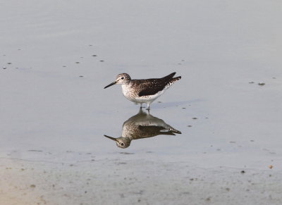Solitary Sandpiper