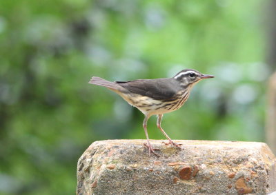 Louisiana Waterthrush
