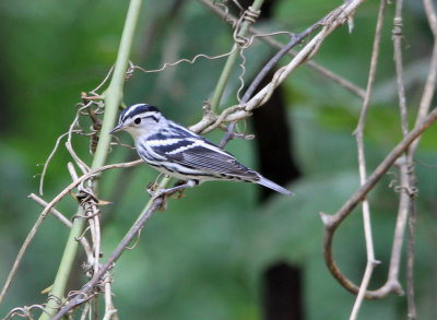 Black and White Warbler