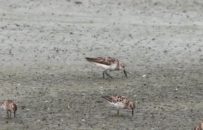 Western Sandpiper