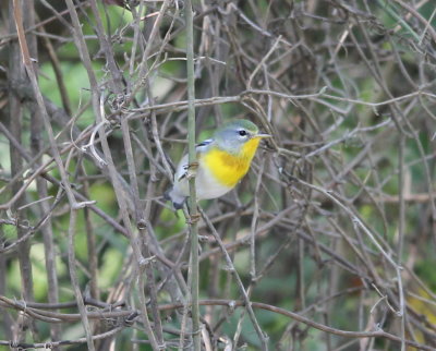 Northern Parula