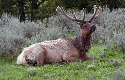 Big Boy Elk Near Dunraven
