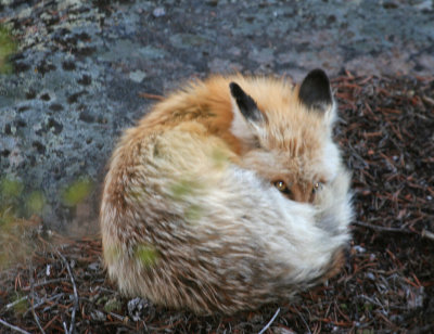 Hellroaring Sleeping Fox