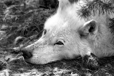 White Wolf at Grizzly Wolf Discovery Center