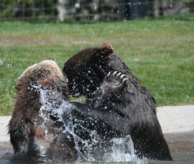 Young Grizzlies at Play