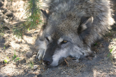 Unhappy Wolf at Grizzly Wolf Discovery Center
