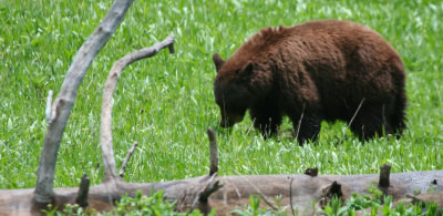 Grazing Grizzly