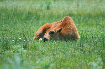 Bison Calf at Rest