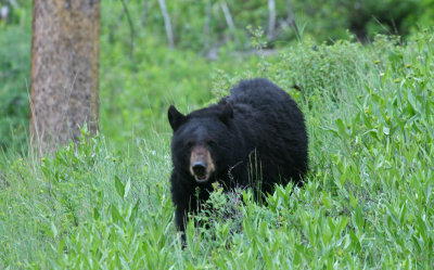 Black Bear Near Rainy Lake