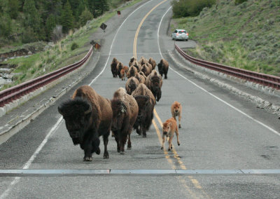 Bison Crossing Yellowstone River