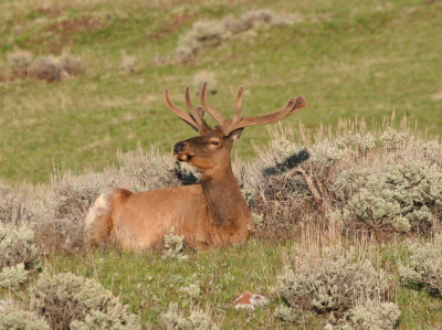 Pretty Boy Elk