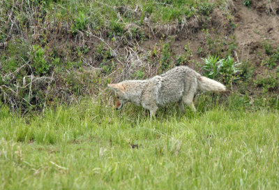 Coyote Hunting