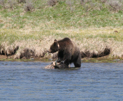 Hayden Grizzly on Bison