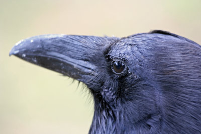 Ravens Eye