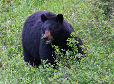 Rosey Grazing