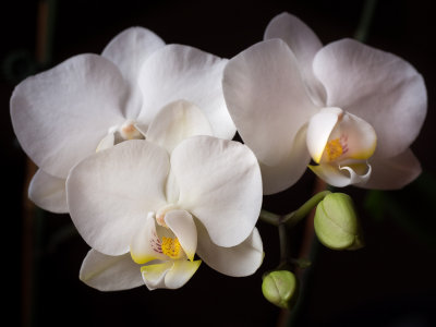 Tres Orchids