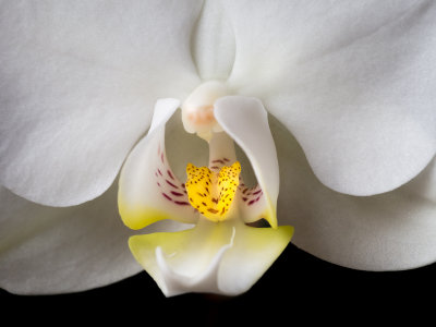 One Orchid
