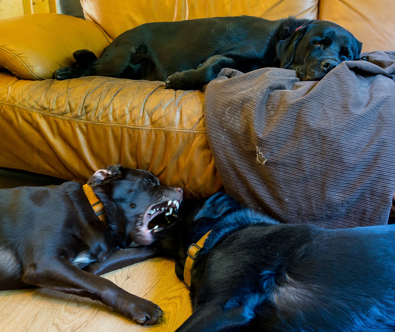 Life in the dog room --  September 9 2013.jpg