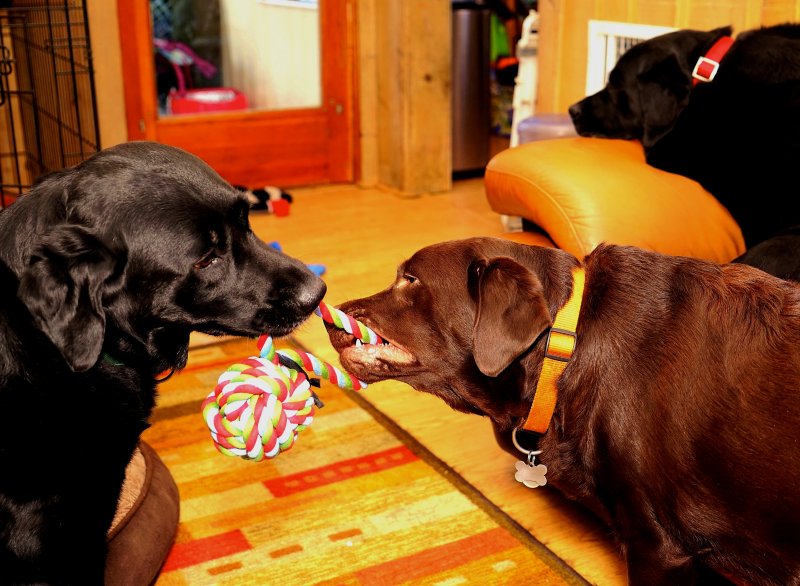 Life in dog room on February 20 2014.jpg