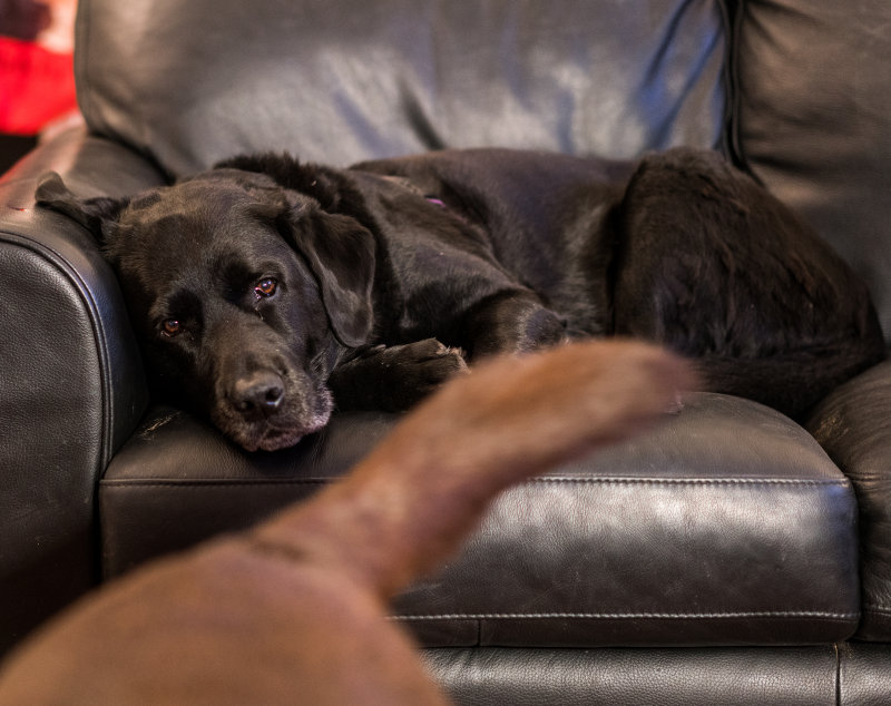 Grief and dogs Feb 52016-02653.jpg