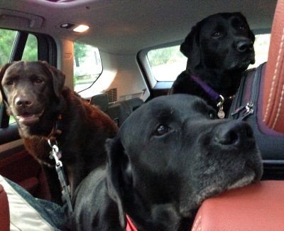 Backseat drivers