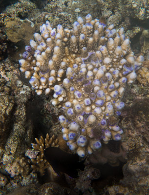 g9/72/523572/3/157120630.s60H2Lb8.jpg