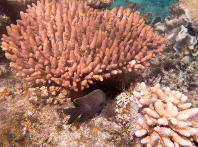 Dive on barrier reef 1_.jpg
